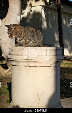 Tabby-Katze, die auf einer Säule im Archäologischen Museum von Antalya liegt Stockfoto