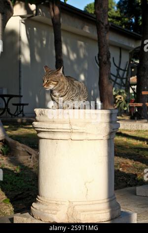 Tabby-Katze, die auf einer Säule im Archäologischen Museum von Antalya liegt Stockfoto