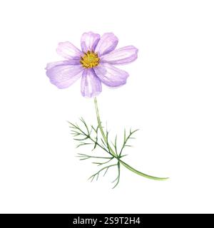 Einzelne rosa Kosmos Blume mit gelber Mitte Aquarell Illustration isolierten Hintergrund. Sommerkosmeapflanze auf Stängel mit Blättern. Blumenelement Stockfoto