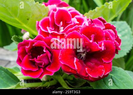 Große leuchtend rote Blüten einer Gloxinia-Blüte. Rote Gloxinia-Blüten symbolisieren Leidenschaft. Stockfoto