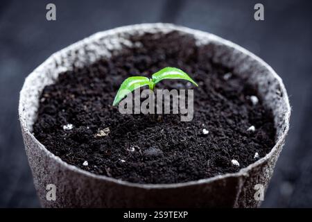 Junger, heißer Pfeffer-Keimling in einer Torfbecher Nahaufnahme. Vorbereitung von Pflanzen für den Anbau in offenem Boden. Home-Garden-Konzept Stockfoto