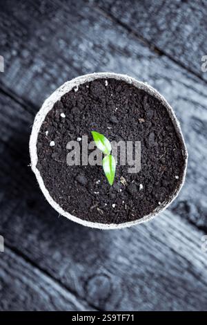 Blick von oben auf jungen heißen Pfefferkeimling in einem Torfbecher. Vorbereitung von Pflanzen für den Anbau in offenem Boden. Home-Garden-Konzept Stockfoto