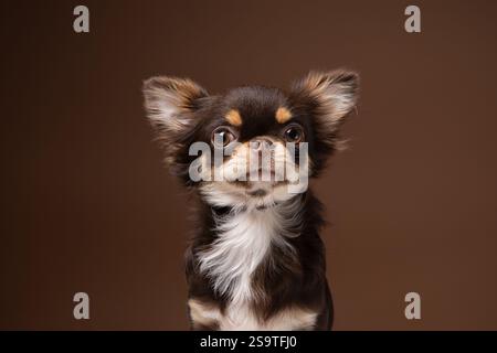 Ein Studio-Porträt eines langhaarigen Chihuahua aus Schokolade mit charmantem Look, vor einem satten braunen Hintergrund, der sein weiches Fell ergänzt. Stockfoto