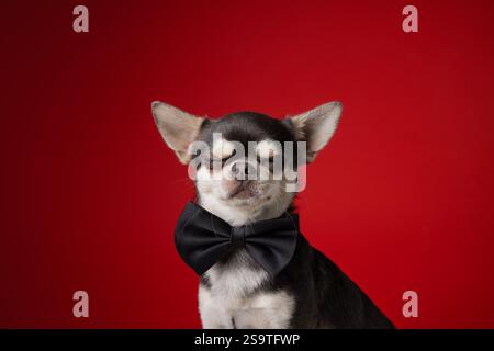 Ein Studio-Porträt eines niedlichen Chihuahua-Hundes in schwarzer Fliege vor einem kräftigen roten Hintergrund. Sein lustiges Gesicht verleiht diesem Schuss eine charmante Note. Stockfoto