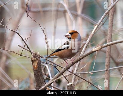 Hawfinch, Kernbeißer, Gros-bec casse-noyaux, Coccothraustes coccothraustes, meggyvágó, Budapest, Ungarn, Europa Stockfoto