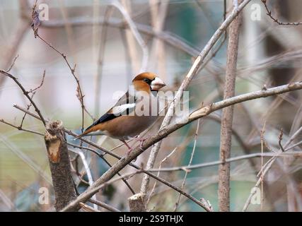 Hawfinch, Kernbeißer, Gros-bec casse-noyaux, Coccothraustes coccothraustes, meggyvágó, Budapest, Ungarn, Europa Stockfoto