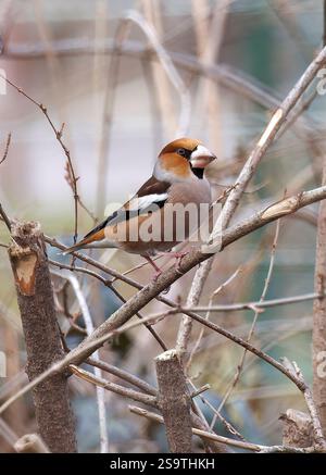 Hawfinch, Kernbeißer, Gros-bec casse-noyaux, Coccothraustes coccothraustes, meggyvágó, Budapest, Ungarn, Europa Stockfoto