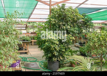Üppige Schefflera arboricola variegata mit cremefarbenen und grünen Blättern, die in einem hellen Gewächshaus gedeihen Stockfoto