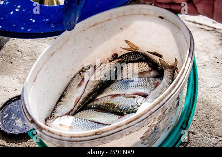 Eimer mit frischem, frisch gefangenem Fisch, der neben dem Fischer steht Stockfoto