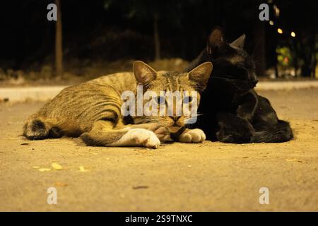 Eine Nahaufnahme von zwei streunenden Katzen, die auf einer schwach beleuchteten Straße liegen. Die Tabbykatze starrt direkt in die Kamera, während die schwarze Katze daneben liegt. Stockfoto
