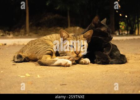 Eine Nahaufnahme von zwei streunenden Katzen, die auf einer schwach beleuchteten Straße liegen. Die Tabbykatze starrt direkt in die Kamera, während die schwarze Katze daneben liegt. Stockfoto