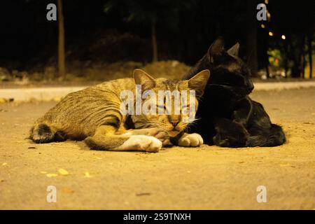Eine Nahaufnahme von zwei streunenden Katzen, die auf einer schwach beleuchteten Straße liegen. Die Tabbykatze starrt direkt in die Kamera, während die schwarze Katze daneben liegt. Stockfoto