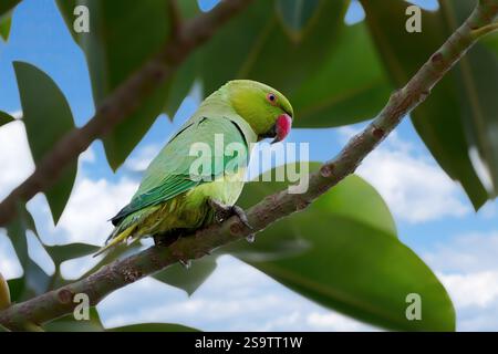 Rosenringsittich (Psittacula krameri), das auf einem Ast in einem Gummibaum sitzt Stockfoto