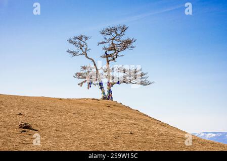 Schamanen-Baum für Rituale auf der Insel Olchon am Ufer des Baikalsees in Sibirien, Russland Stockfoto