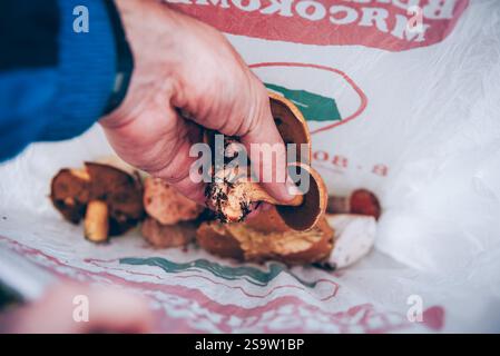 Mann Pilzpflücker, der saisonale Pilzernte im Schatten des Waldes erntet Stockfoto