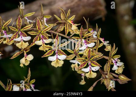 Encyclia Orchideenbild in Panama Stockfoto