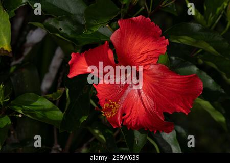 Rote Hibiskusblüte mit grünem Hintergrund Stockfoto