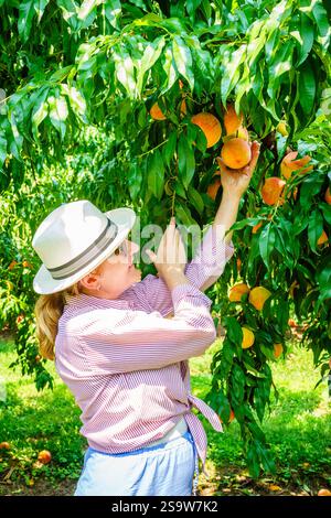 Frau pflückt Pfirsiche auf einem Obstgarten in Zentral-Kentucky Stockfoto