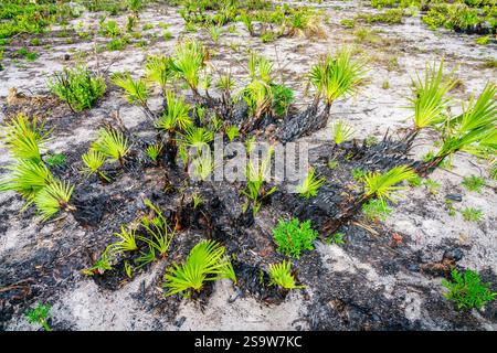 An einem Waldbrand im Südwesten Floridas entsteht neues Leben Stockfoto