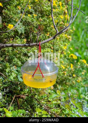 Eine gelbe Insektenfalle hängt an einem Zweig, umgeben von grünem Laub und gelben Blumen. Die Überfüllung ist transparent und hat eine rote Schnur, die darauf ausgelegt ist, zu erreichen Stockfoto