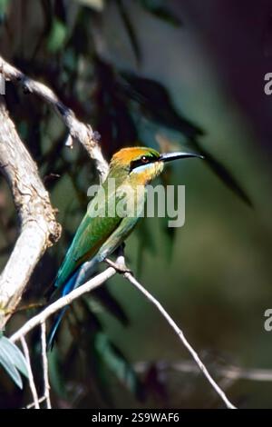 Rainbow-Bienenfresser (Merops ornatus) aus Fogg Dam, Northern Territory, Australien. Stockfoto