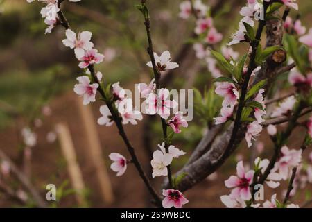 Nahaufnahme von Cherry Blossoms in Bloom Stockfoto