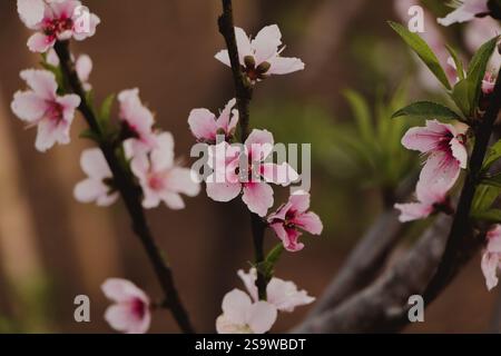 Nahaufnahme der Pfirsichblüten im Frühling Stockfoto