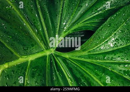 Bei einer Nahaufnahme werden die lebendigen Details eines tropischen Blattes mit Wassertropfen erfasst Stockfoto