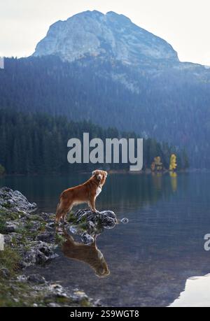 Ein Nova Scotia Duck Tolling Retriever bewundert die ruhigen Reflexe in einem Bergsee, umgeben von lebhaften Herbsttönen und hohen Kiefern. Die Stockfoto