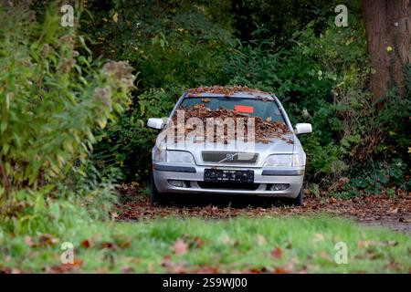 04.11.2024 Recklinghausen abgemeldeter abgestellter PKW an einem Wald mit einem Aufkleber vom Ordungsamt den Wagen zu beseitigen *** 04 11 2024 Recklinghausen hat geparktes Auto in einem Wald mit einem Aufkleber vom Ordnungsamt abgemeldet, um das Auto zu entfernen Stockfoto