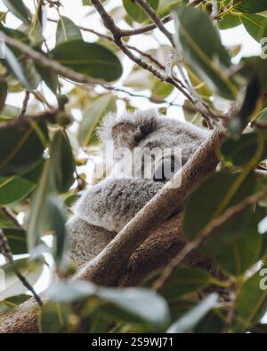 Liebenswertes Foto eines Koalas, der friedlich in den Zweigen eines Baumes schläft, eingebettet zwischen den Eukalyptusblättern. Stockfoto
