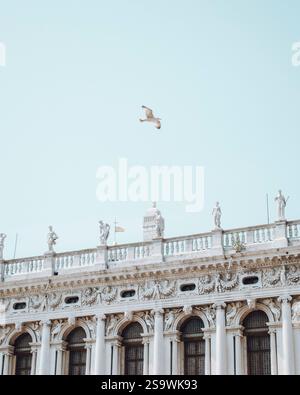 Dynamisches Foto einer Möwe, die über die historische Mauer des Markusplatzes in Venedig, Italien, mit der berühmten Architektur des Platzes fliegt Stockfoto