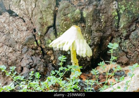 Nahaufnahme eines Kiemenpilzes, der neben Einem getrockneten Baum wächst. Stockfoto