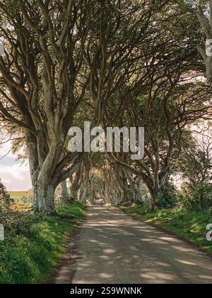 Ein rätselhaftes Foto der Dark Hedges in Nordirland, das die berühmte, von Bäumen gesäumte Allee mit verdrehten Buchenzweigen zeigt, die einen natürlichen Tunnel bilden Stockfoto