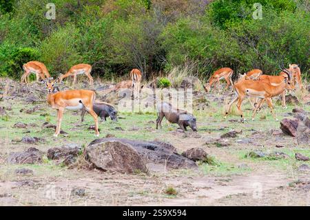 Herde von weiblichen Impalas (aepyceros melampus) und einem männlichen Widder, zwei gewöhnliche Warzenschweine (Phacochoerus africanus), Maasai Mara National Reserve, Keny Stockfoto