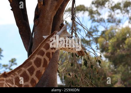 Nahgiraffe im Profil gegen einen großen Baum, Laubzweige Stockfoto