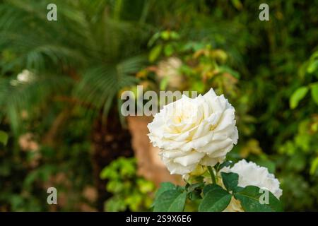 Fes, Marokko. Weiße Rosen in Blüte Stockfoto