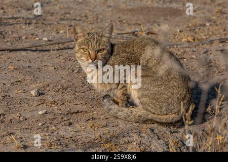 Afrikanische Wildkatze (felis silvestris cafra) Stockfoto