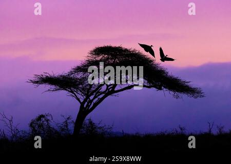 Südafrika. Hadada ibis Vögel im Flug von Akazienbaum bei Sonnenuntergang. Stockfoto