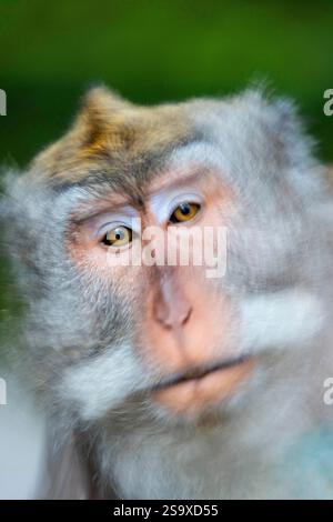 Makakenaffen im Affenwald, Ubud, Bali, Indonesien Stockfoto