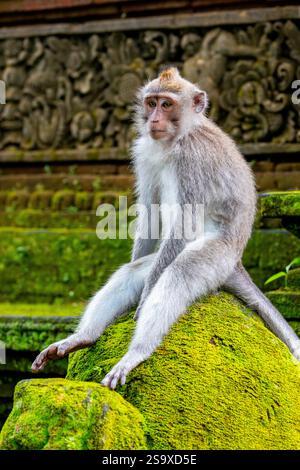 Makakenaffen im Affenwald, Ubud, Bali, Indonesien Stockfoto
