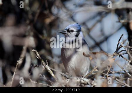 Blue Jay, Cyanocitta cristata, in Unterholz Stockfoto