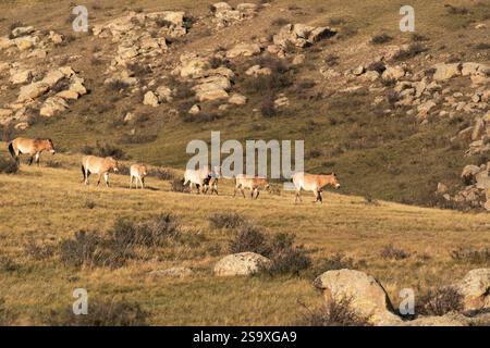 Asien, Mongolei, Hustai Nationalpark. Eine Gruppe von Przewalskis Pferden weidet auf dem Gras zwischen den Felsen. Stockfoto