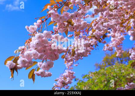 Niederlande, Kirschblüte. Stockfoto