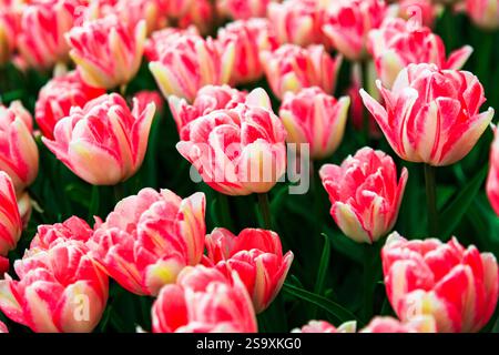 Niederlande, Flevoland. Holländische Tulpenfelder. Stockfoto
