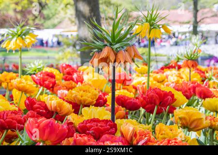 Europa, Niederlande, Südholland, Lisse. Orangefarbene, rote und gelbe Blumen in einem Garten. Stockfoto