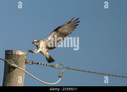 Der Eastern Osprey (Pandioncristatus) ist ein mittelgroßer, fischfressender Greifvogel mit langen, schmalen, abgewinkelten Federn, die einen Finger-Look verleihen. Stockfoto