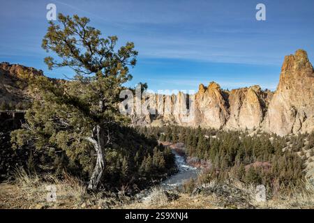 OR02896-00...OREGON - ein alter wacholderbaum am Rande einer Klippe mit Blick auf den Crooked River, der sich durch den Smith Rocks State Park schlängelt. Stockfoto