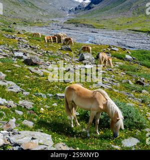 Haflinger Pferd auf seiner Alm (Shieling) in den Otztaler Alpen (Obergurgl, Rotmoostal). Österreich, Tirol Stockfoto