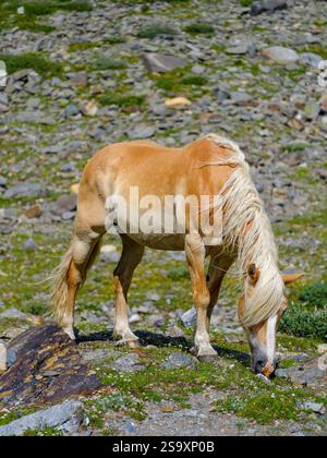 Haflinger Pferd auf seiner Alm (Shieling) in den Otztaler Alpen (Obergurgl, Rotmoostal). Österreich, Tirol Stockfoto